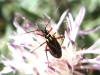 Hadrodemus m-flavum