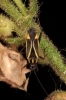 Hadrodemus m-flavum