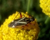 Hadrodemus m-flavum