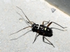 Hadrodemus sp.