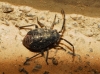Heterocordylus sp.