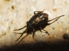 Heterocordylus sp.