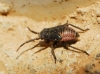 Heterocordylus sp.