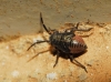 Heterocordylus sp.