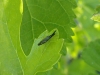 Heterotoma planicornis