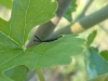 Heterotoma planicornis Heterotoma planicornis