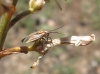Horistus orientalis