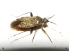 Lepidargyrus ancorifer