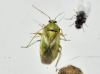 Lygus adspersus