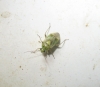 Lygus cf. adspersus