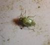 Lygus cf. adspersus