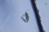 Lygus cf. adspersus