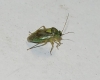 Lygus cf. adspersus