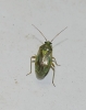 Lygus cf. adspersus