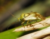Lygus cf. adspersus