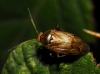 Lygus cf. wagneri