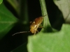 Lygus pratensis