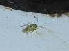 Lygus sp.