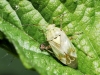 Lygus adspersus