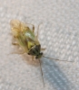 Lygus sp.