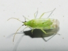 Macrolophus sp.