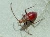Megacoelum sp.