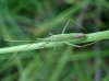 Megaloceroea recticornis