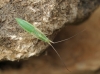 Megaloceroea recticornis