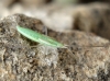 Megaloceroea recticornis
