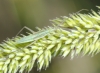 Megaloceroea recticornis