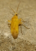 Megalocoleus sp.