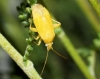 Megalocoleus sp.