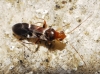 Mimocoris cf. rugicollis