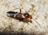 Mimocoris cf. rugicollis