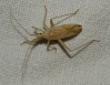 Miridius longiceps