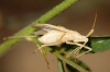 Miridius longiceps