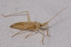 Miridius longiceps