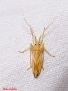 Miridius longiceps