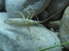 Miridius longiceps