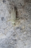 Miridius longiceps