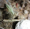 Miridius longiceps