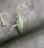 Miridius longiceps