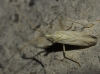 Miridius longiceps