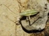 Miridius longiceps