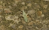 Miridius longiceps