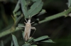 Miridius quadrivirgatus