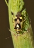 Orthops kalmii