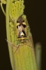 Orthops kalmii
