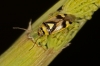 Orthops kalmii