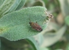 Pachyxyphus cf. lineellus
